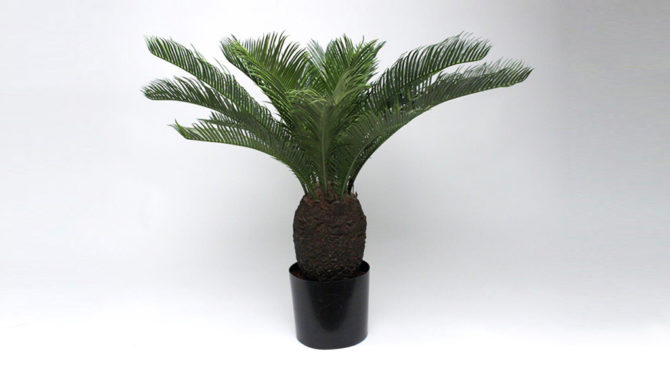 Baby Cycas Plant Product Image