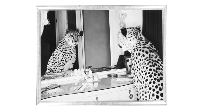Cheetah looking in Mirror / PRINT – Q186 Product Image