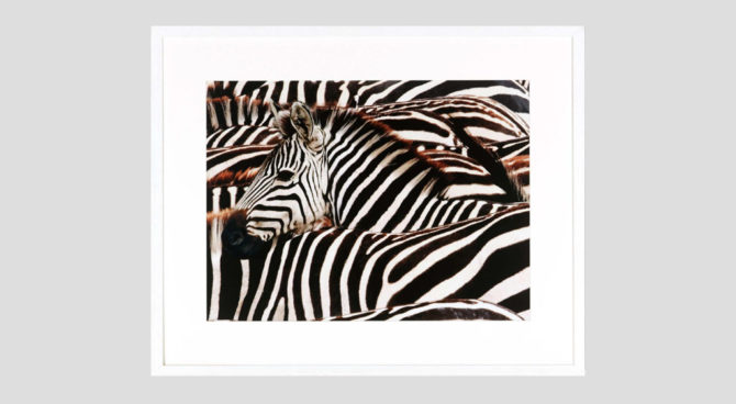 Zebra’s | PRINT – Q256 Product Image