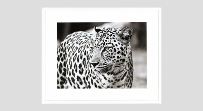 Leopard | PRINT – Q255 Product Image