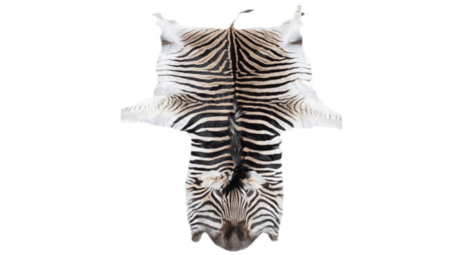 Zebra Hide Product Image