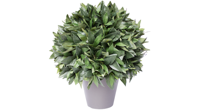 Laurel – 3/4 ball in pot (35) Product Image