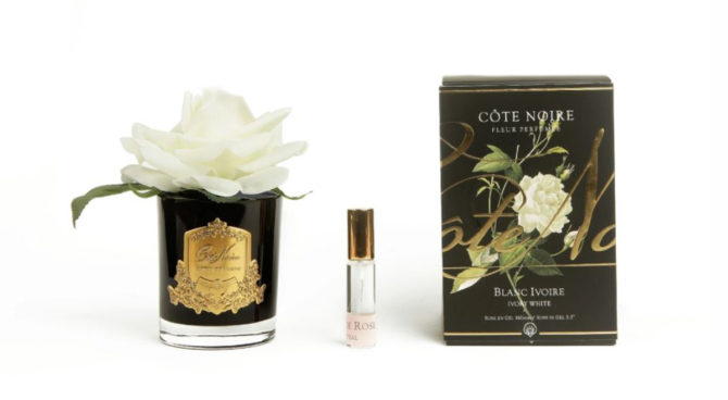 Côte Noire – French Single Rose – Ivory Product Image