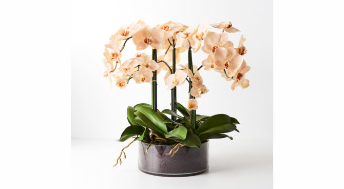 Orchid Phalaenopsis Potted in Bowl Product Image