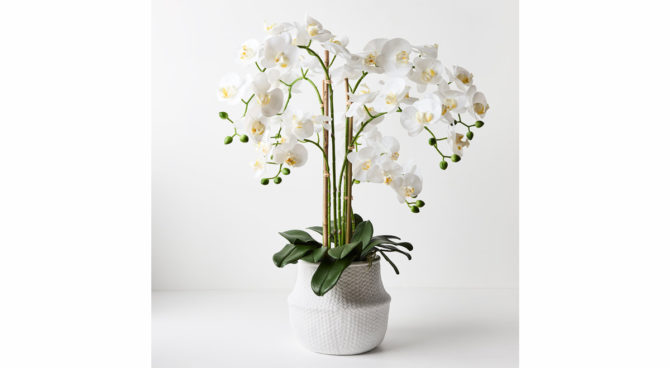 Orchid Phalaenopsis in White Weave Pot – Large Product Image