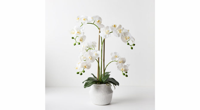 Orchid Phalaenopsis in White Weave Pot – Small Product Image