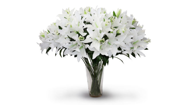 Giant Casablanca lily – white Product Image
