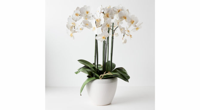 Orchid Phalaenopsis Infused in Pot – White Product Image