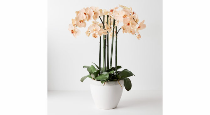 Orchid Phalaenopsis Infused in Pot – Salmon Product Image