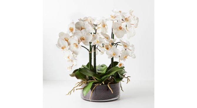 Phalaenopsis Orchid Potted in Bowl – Dove Product Image