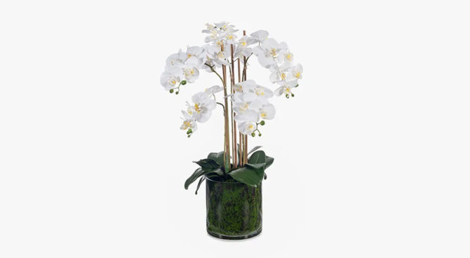 Phalaenopsis Orchid in Glass Vase – White Product Image