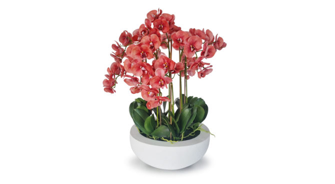 Raffles Orchid – Watermelon Product Image