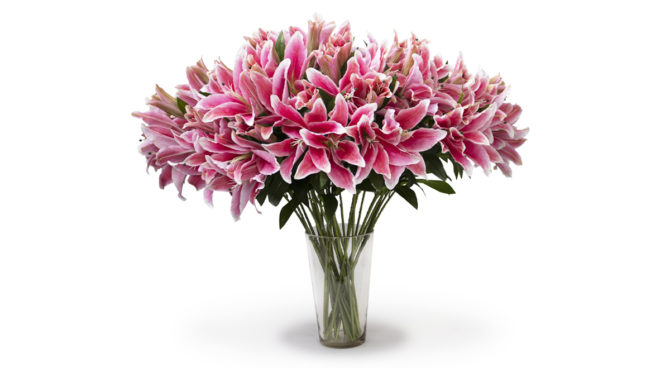 Giant Casablanca lily – pink Product Image