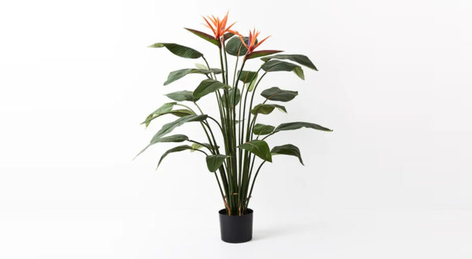 Bird of Paradise Plant Product Image