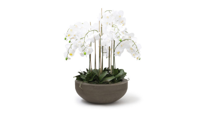 Raffle Orchid – White Product Image