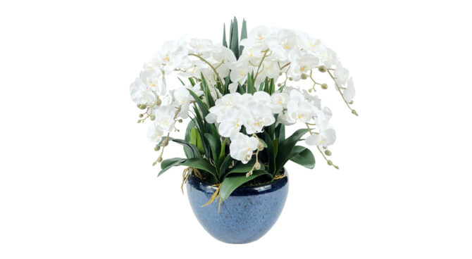 Cote Noire Luxury Giant Orchid Bouquet in White Product Image