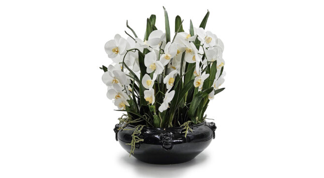 Provence Orchid – white Product Image