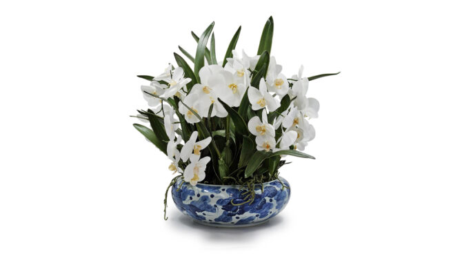 St Tropez Orchid – Blue/white Product Image